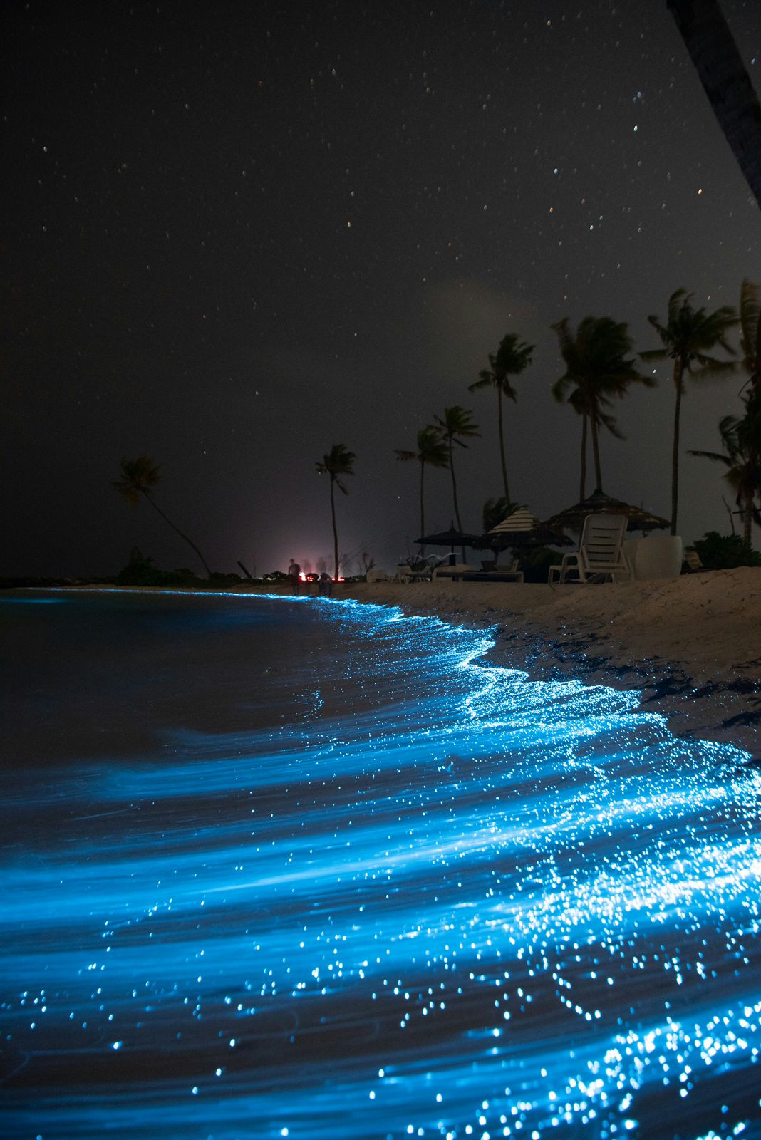 Bioluminiscencia marina en Isla Cedros